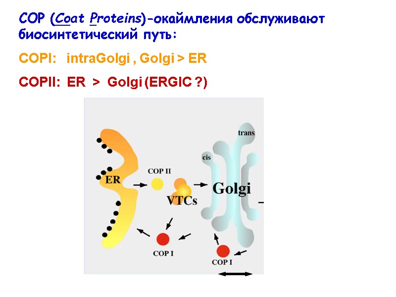 COP (Coat Proteins)-окаймления обслуживают биосинтетический путь: COPI:   intraGolgi , Golgi > ER